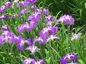 IMG_5902[1]