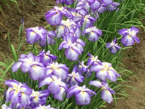 IMG_5919[1]