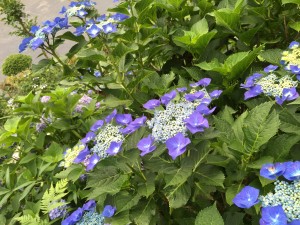 IMG_6005[1]