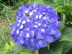 IMG_6008[1]
