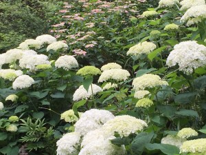 IMG_6009[1]