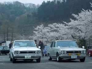 桜も昭和色